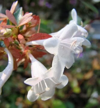 Cómo plantar, podar, fertilizar, regar, cultivar y cuidar los arbustos de Abelia