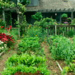 Verduras y frutas fáciles de cultivar en en jardín de la casa