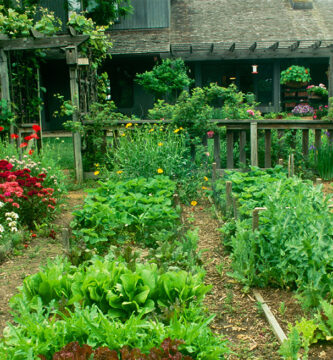 Verduras y frutas fáciles de cultivar en en jardín de la casa